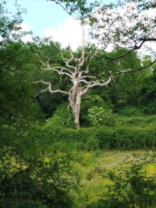 photo d'un arbre remarquable Vie et Boulogne