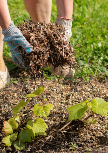 Une personne au jardin mettant du broyat au pied d'une plante