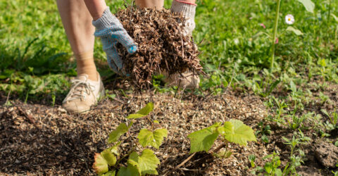 Une personne au jardin mettant du broyat au pied d'une plante